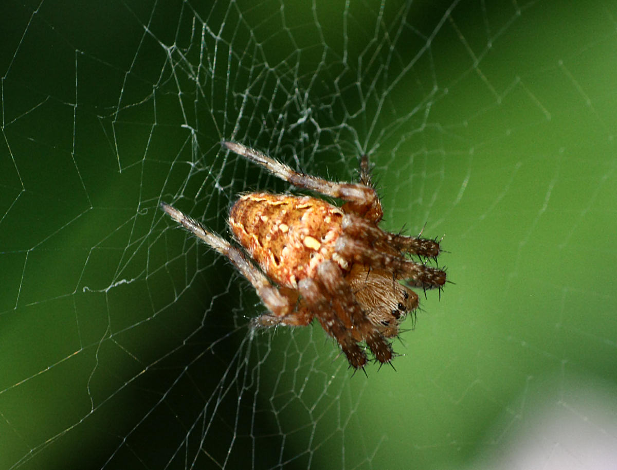 Araneus diadematus - Lesmo (MB)